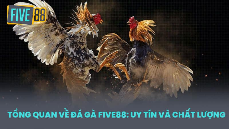 Tổng Quan Về Đá Gà FIVE88: Uy Tín và Chất Lượng
