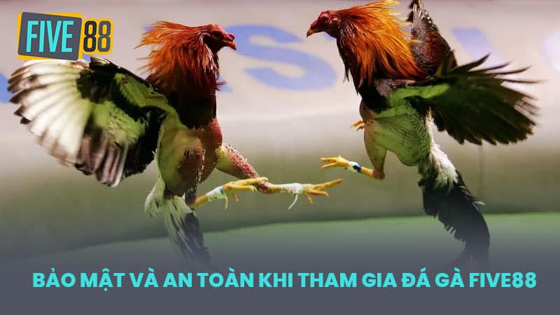 Đánh Giá Chi Tiết Các Loại Hình Đá Gà FIVE88 Phổ Biến
